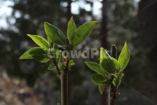 잎, 나뭇잎, 새순, 잎사귀, 봄, 사진,이미지,일러스트,캘리그라피 - GROWCH SHIN작가 크라우드픽 - 저작권 걱정 없는 상업용 이미지