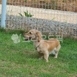 dog, 개, animal, 동물, pet, 사진,이미지,일러스트,캘리그라피 - MOON76작가 크라우드픽 - 저작권 걱정 없는 상업용 이미지