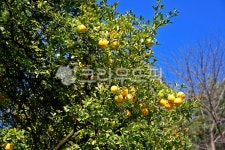 탱자, 탱자나무, 강화갑곶리탱자나무, 천연기념물, 지실, 사진,이미지,일러스트,캘리그라피 - Deep bLUE작가 크라우드픽 - 저작권 걱정 없는... 