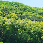 초목, 자연, 나무, tree, green, 사진,이미지,일러스트,캘리그라피 - skdus5546작가 크라우드픽 - 저작권 걱정 없는 상업용 이미지