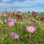 코스모스, 가을, 화사, 알록달록, 색갈, 사진,이미지,일러스트,캘리그라피 - 작은숲작가 크라우드픽 - 저작권 걱정 없는 상업용 이미지