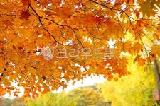 leaf, 잎, tree, 나무, maple, 사진,이미지,일러스트,캘리그라피 - 대포동1호작가 크라우드픽 - 저작권 걱정 없는 상업용 이미지