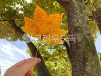 leaf, human, plant, 잎, 식물, 사진,이미지,일러스트,캘리그라피 - 댕그리작가 크라우드픽 - 저작권 걱정 없는 상업용 이미지