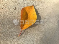 leaf, 잎, plant, 식물, 낙엽, 사진,이미지,일러스트,캘리그라피 - boki84작가 크라우드픽 - 저작권 걱정 없는 상업용 이미지