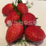 strawberry, 딸기, 과일, 신선한, 제철과일, 사진,이미지,일러스트,캘리그라피 - 덴마크세탁소작가 크라우드픽 - 저작권 걱정 없는 상업용 이미지