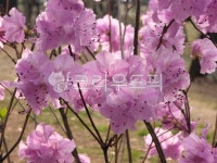 봄, 진달래, 진달래꽃, 분홍, 핑크, 사진,이미지,일러스트,캘리그라피 - 작은쉼표작가 크라우드픽 - 저작권 걱정 없는 상업용 이미지