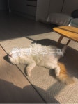 고양이, 그루밍, 흰고양이, 하얀고양이, 노랑꼬리, 사진,이미지,일러스트,캘리그라피 - 사무엘권작가 크라우드픽 - 저작권 걱정 없는 상업용 이미지