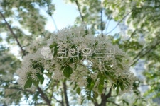 나무, tree, 이팝나무, 가로수, 꽃, 사진,이미지,일러스트,캘리그라피 - river90작가 크라우드픽 - 저작권 걱정 없는 상업용 이미지