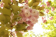 봄, 겹벚꽃, blossom, 꽃, flower, 사진,이미지,일러스트,캘리그라피 - 나예작가 크라우드픽 - 저작권 걱정 없는 상업용 이미지