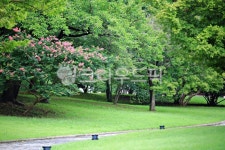 현충사, 자연, 잔디밭, 조경수, 배롱꽃, 사진,이미지,일러스트,캘리그라피 - pandora4077작가 크라우드픽 - 저작권 걱정 없는 상업용 이미지