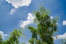 빛, 나무, 구름, 휴식, 하늘, 사진,이미지,일러스트,캘리그라피 - neon0083작가 크라우드픽 - 저작권 걱정 없는 상업용 이미지