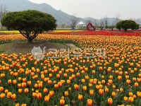 꽃, 튤립, 꽃밭, 튤립밭, 봄, 사진,이미지,일러스트,캘리그라피 - nomanosubete작가 크라우드픽 - 저작권 걱정 없는 상업용 이미지