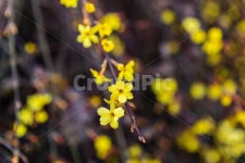 개나리, 개나리꽃, 봄, 꽃, 개나리공원, 사진,이미지,일러스트,캘리그라피 - thestranger작가 크라우드픽 - 저작권 걱정 없는 상업용 이미지