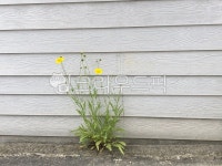 담장, 노란꽃, 꽃, 아스팔트, 한송이꽃, 사진,이미지,일러스트,캘리그라피 - 희힛작가 크라우드픽 - 저작권 걱정 없는 상업용 이미지