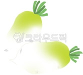 무, 무우, 김장무, 가을무, 김장재료, 사진,이미지,일러스트,캘리그라피 - junghuhab작가 크라우드픽 - 저작권 걱정 없는 상업용 이미지