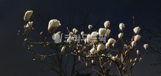 목련, 새벽, 꽃, 식물, 흰꽃, 사진,이미지,일러스트,캘리그라피 - Nelanpark작가 크라우드픽 - 저작권 걱정 없는 상업용 이미지