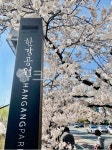 여의도벚꽃길, 왕벚꽃, 윤중로, 한강공원, 왕벚나무, 사진,이미지,일러스트,캘리그라피 - CHANGmedia작가 크라우드픽 - 저작권 걱정 없는... 
