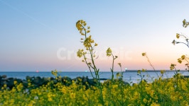 법환포구, 해질녁, 노을, 유채, 유채꽃, 사진,이미지,일러스트,캘리그라피 - 인추라기작가 크라우드픽 - 저작권 걱정 없는 상업용 이미지