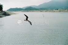 animal, 동물, bird, 새, 갈매, 사진,이미지,일러스트,캘리그라피 - 벤트라작가 크라우드픽 - 저작권 걱정 없는 상업용 이미지