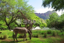 얼룩말, zebra, 기린, giraffe, 동물, 사진,이미지,일러스트,캘리그라피 - 바라미준작가 크라우드픽 - 저작권 걱정 없는 상업용 이미지