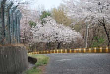 봄, 청량산, 산, 벚꽃, 나들이, 사진,이미지,일러스트,캘리그라피 - 똥쟁이작가 크라우드픽 - 저작권 걱정 없는 상업용 이미지