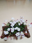 식물, 꽃, 바람개비사랑초, 봄꽃, flower, 사진,이미지,일러스트,캘리그라피 - 주현좋은날작가 크라우드픽 - 저작권 걱정 없는 상업용 이미지