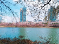 석촌호수, 벚꽃, 롯데월드, 벚꽃축제, 아름다운, 사진,이미지,일러스트,캘리그라피 - Ntngkrwldrmf작가 크라우드픽 - 저작권 걱정 없는 상업용... 