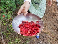 berry, food, 음식, fruit, 과일, 사진,이미지,일러스트,캘리그라피 - DownhillerDH작가 크라우드픽 - 저작권 걱정 없는 상업용 이미지