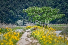 옥외, 목초지, field, 필드, grassland, 사진,이미지,일러스트,캘리그라피 - pilgrim작가 크라우드픽 - 저작권 걱정 없는 상업용 이미지