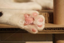 고양이, 고양이발, 고양이발바닥, 고양이젤리, 발바닥젤리, 사진,이미지,일러스트,캘리그라피 - mijeong1025작가 크라우드픽 - 저작권 걱정... 