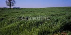 목장, 초원, 바람, 배경, 바탕화면, 사진,이미지,일러스트,캘리그라피 - citiman1024작가 크라우드픽 - 저작권 걱정 없는 상업용 이미지