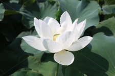 연꽃, 하얀꽃, 연못, 플라워, 자연, 사진,이미지,일러스트,캘리그라피 - 마망작가 크라우드픽 - 저작권 걱정 없는 상업용 이미지