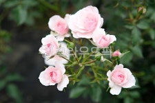 장미, 장미꽃, 꽃, 꽃잎, 봄꽃, 사진,이미지,일러스트,캘리그라피 - 함께사는세상작가 크라우드픽 - 저작권 걱정 없는 상업용 이미지