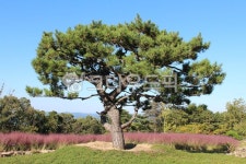 자연, 나무, tree, 소나무, 나무줄기, 사진,이미지,일러스트,캘리그라피 - 하이마미작가 크라우드픽 - 저작권 걱정 없는 상업용 이미지
