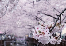 벚꽃, 꽃, 진해, 로망스다리, flower, 사진,이미지,일러스트,캘리그라피 - Nrnkjy작가 크라우드픽 - 저작권 걱정 없는 상업용 이미지