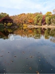 연못, 정원, 반영, 가을, 단풍, 사진,이미지,일러스트,캘리그라피 - 네모유작가 크라우드픽 - 저작권 걱정 없는 상업용 이미지