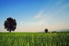 청보리, 파란하늘, 나무, 농장, 맑은날, 사진,이미지,일러스트,캘리그라피 - pionis작가 크라우드픽 - 저작권 걱정 없는 상업용 이미지