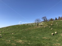 대관령, 양떼목장, 언덕, 초원, 들판, 사진,이미지,일러스트,캘리그라피 - 동구라미작가 크라우드픽 - 저작권 걱정 없는 상업용 이미지