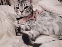 고양이, 아메숏, 냥이, 아메리칸숏헤어, 동물, 사진,이미지,일러스트,캘리그라피 - 김콩딱지작가 크라우드픽 - 저작권 걱정 없는 상업용 이미지