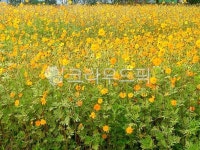 grassland, field, 들, outdoors, nature, 사진,이미지,일러스트,캘리그라피 - 초월love63작가 크라우드픽 - 저작권 걱정 없는 상업용... 