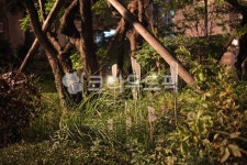 조명등, 조경조명, 야간조명, 야간수목, 조명조경, 사진,이미지,일러스트,캘리그라피 - 리미트엑스작가 크라우드픽 - 저작권 걱정 없는 상업용 이미지