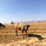 황소, 목장, 소, 동물, 가축, 사진,이미지,일러스트,캘리그라피 - 0olivin0작가 크라우드픽 - 저작권 걱정 없는 상업용 이미지