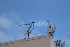 까치, 안테나, 하늘, 구름, 새, 사진,이미지,일러스트,캘리그라피 - H2080작가 크라우드픽 - 저작권 걱정 없는 상업용 이미지