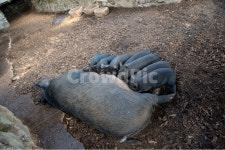 복돼지, 흙돼지, 흑돼지, 제주흑돼지, 대박, 사진,이미지,일러스트,캘리그라피 - Photo Joo작가 크라우드픽 - 저작권 걱정 없는 상업용 이미지