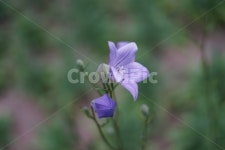flower, 꽃, plant, 식물, 도라지, 사진,이미지,일러스트,캘리그라피 - soram70작가 크라우드픽 - 저작권 걱정 없는 상업용 이미지