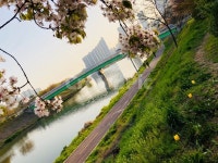 동네천, 안산천, 꽃, 봄, 봄꽃, 사진,이미지,일러스트,캘리그라피 - 참된작가 크라우드픽 - 저작권 걱정 없는 상업용 이미지