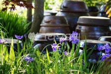 연미붓꽃, 붓꽃, iristectorum, iristectorummaxim, 보라색, 사진,이미지,일러스트,캘리그라피 - 데이비드강작가 크라우드픽 - 저작권 걱정... 