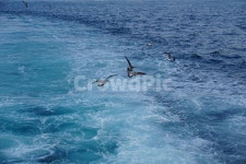 우도, 바다, 배, 갈매기, 파도, 사진,이미지,일러스트,캘리그라피 - 617992작가 크라우드픽 - 저작권 걱정 없는 상업용 이미지