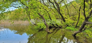 습지, 강가, 물가, 호숫가, 나무, 사진,이미지,일러스트,캘리그라피 - BUSAN OPPA작가 크라우드픽 - 저작권 걱정 없는 상업용 이미지