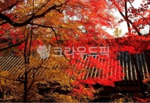 가을, autumn, 단풍, maple, 잎, 사진,이미지,일러스트,캘리그라피 - 고운경작가 크라우드픽 - 저작권 걱정 없는 상업용 이미지